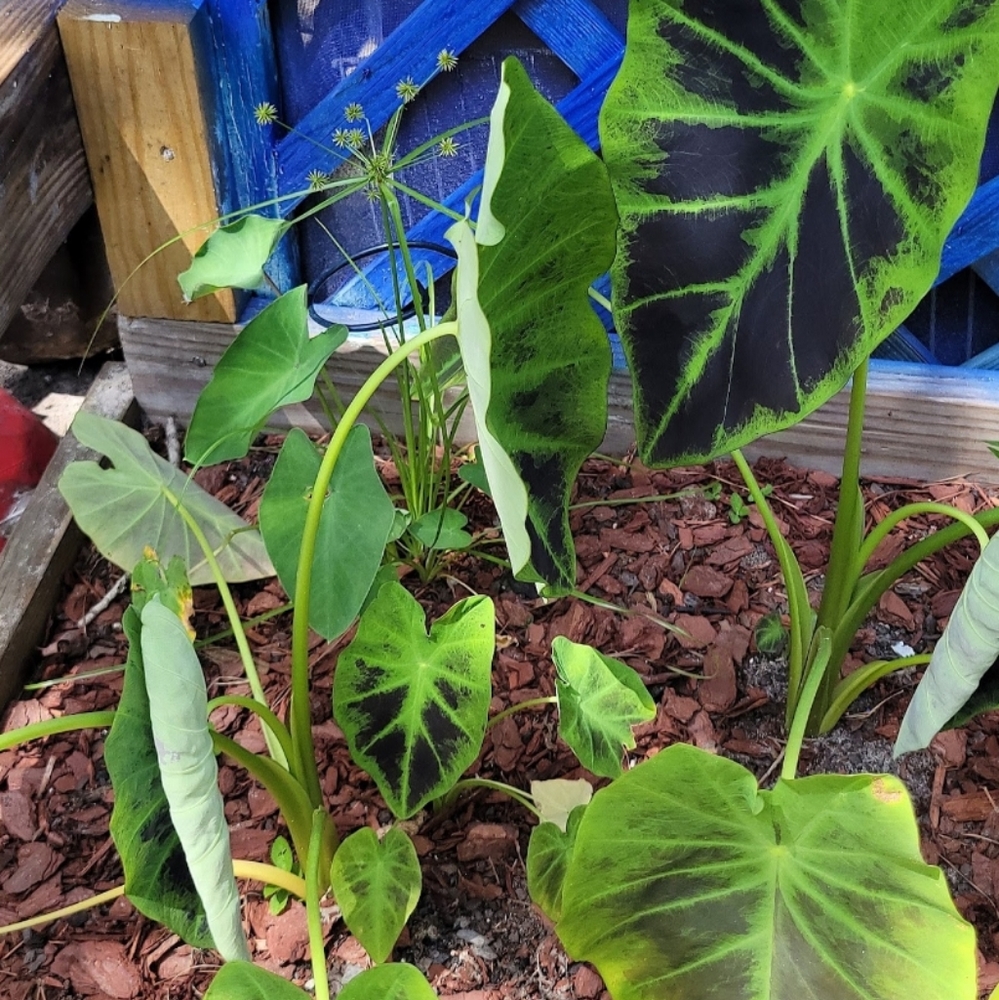 Medium Imperial Taro Starter Plant